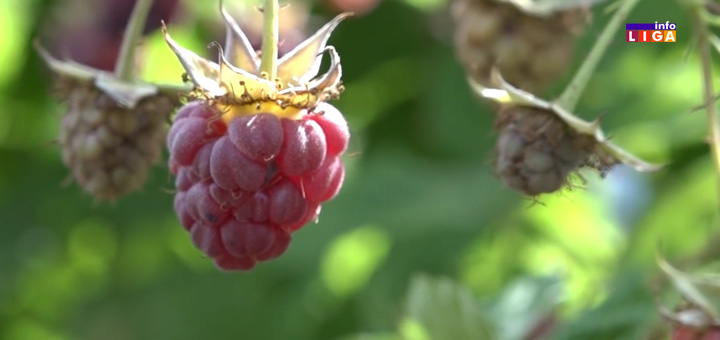 IL-Cena-maline- Teška sezona za malinare - otkupne cene niže od prošlogodišnjih? (VIDEO)