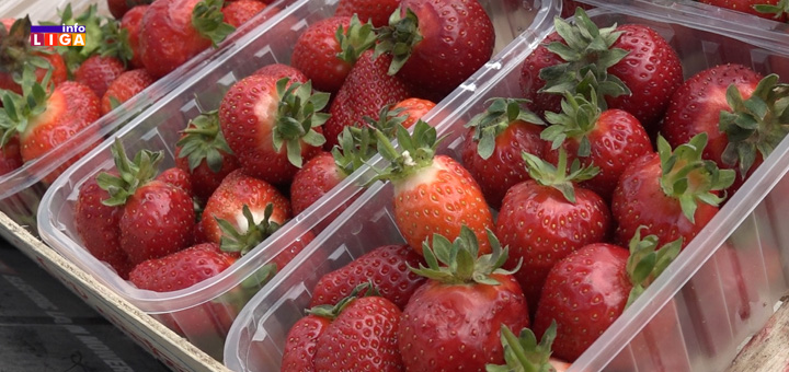 IL-Jagode- Ulica jagoda u Rtima kod Guče opet se rumeni (VIDEO)