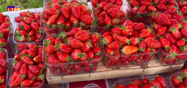 IL-Jagode-RTI- Ulica jagoda u Rtima kod Guče opet se rumeni (VIDEO)