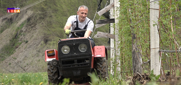 IL-Slavisa-Jovanovic- Ivanjica - Maline u problemu, borovnice drže cenu (VIDEO)