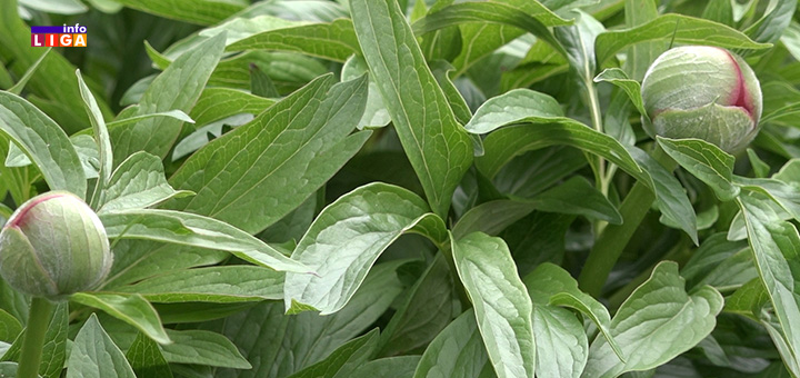 il-cvece Zahvaljujući vrednim Ivanjičankama cvetne oaze mame uzdahe prolaznika (VIDEO)