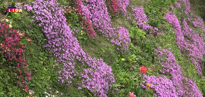 il-cvece1 Zahvaljujući vrednim Ivanjičankama cvetne oaze mame uzdahe prolaznika (VIDEO)