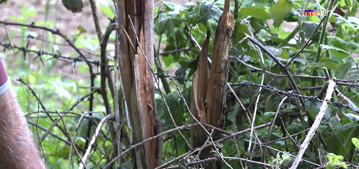 il-drvo Zatrašujući prizor nakon udara groma kod Ivanjice- Pet mrtvih ovaca ležale su jedna preko druge (VIDEO)