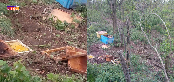 il-kosnice-2 Mečke sve bliže centru Ivanjice