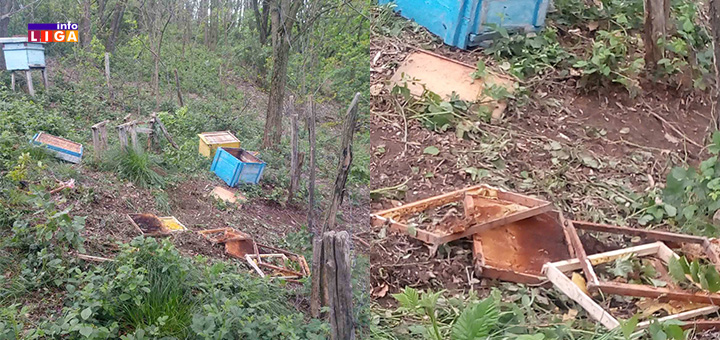 il-kosnice-med Mečke sve bliže centru Ivanjice