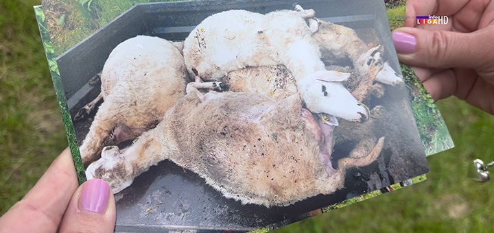 il-ovce Zatrašujući prizor nakon udara groma kod Ivanjice- Pet mrtvih ovaca ležale su jedna preko druge (VIDEO)