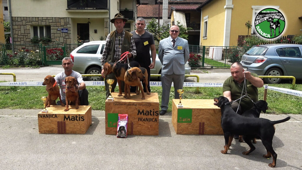 4-1024x576 Izlagači iz Srbije i regiona na XVI Specijalizovanoj izložbi pasa goniča u Ivanjici (VIDEO)