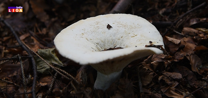 IL-pecurke-1 Kako prepoznati otrovnu pečurku i kako reagovati ukoliko je konzumirate (VIDEO)