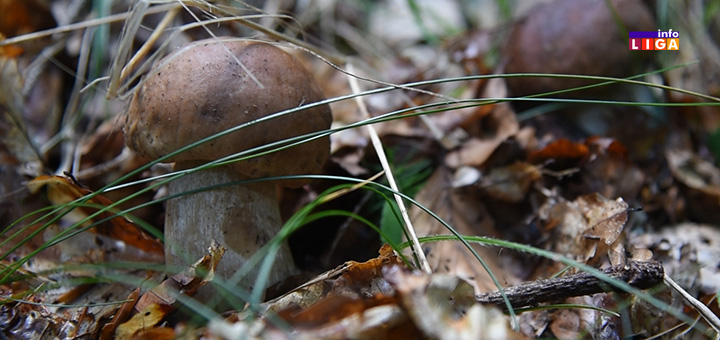 IL-pecurke-2 Kako prepoznati otrovnu pečurku i kako reagovati ukoliko je konzumirate (VIDEO)