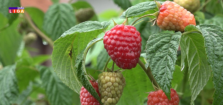 il-maline-1 Tanasković: "Malinari ove godine neće biti u problemu"