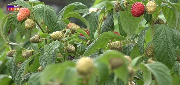 il-maline-branje Prve maline već obrane- Cena još uvek nepoznata (VIDEO)