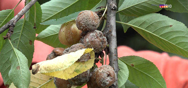 il-trule-tresnje-1 Poljoprivrednici očajni- Nevreme uništilo voće i povrće (VIDEO)