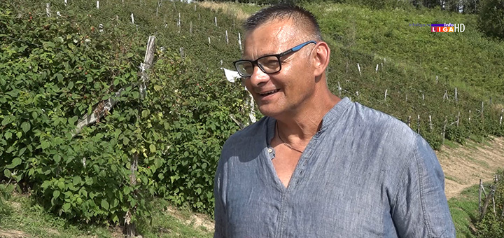 IL-DJordje-Lazovic-Arilje- Atrakcija u Trešnjevici - Indijac bere kao Ariljac  (VIDEO)