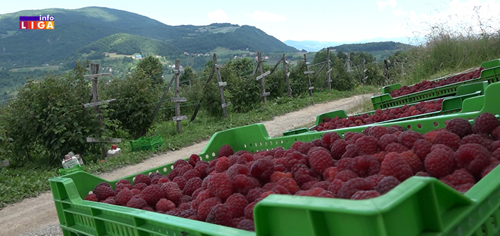 IL-Dobrace-maline- Saopstenje udruženja proizvođača malina ''Vilamet''
