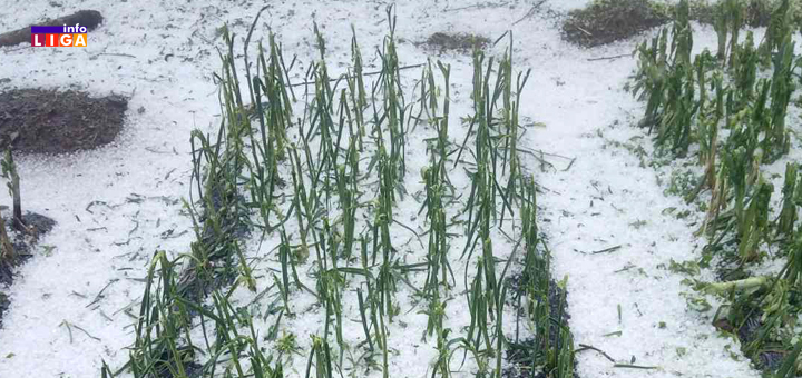 IL-Grad-Opaljenik- Posledice jučerašnjeg nevremena u Ivanjici: "Za petnaest minuta mi je uništen čitav zasad maline" (VIDEO)