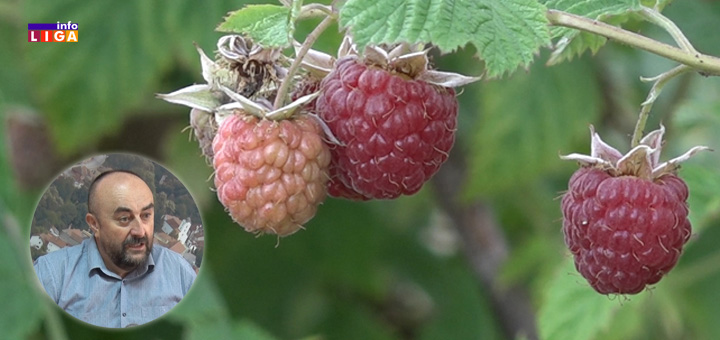 IL-Milovanmaline- Narodni poslanik izneo rešenje problema za srpsku malinu (VIDEO)