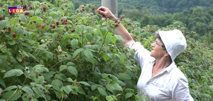 IL-branje-malina- Ivanjica/Arilje - Niska cena malina oterala i radnike - Na oglase za berače retko se ko javlja (VIDEO)