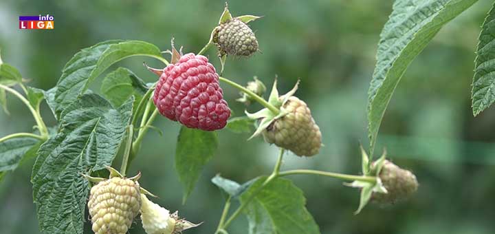 IL-enosandira- Berba malina u Srbiji jenjava ali ima onih koji će ih brati i do novembra (VIDEO)