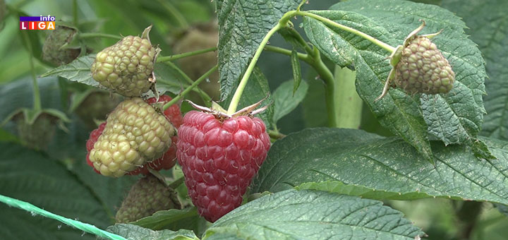 IL-enosandira-1 Berba malina u Srbiji jenjava ali ima onih koji će ih brati i do novembra (VIDEO)