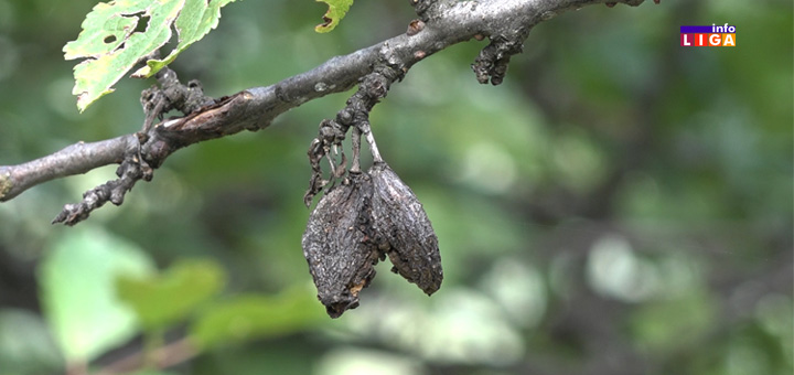 IL-trule-sljive- Šljivu obrao mraz pre vremena - Kazani za rakiju ostaće prazni (VIDEO)
