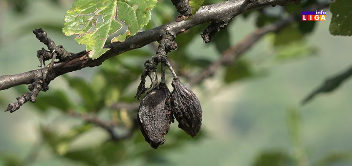 IL-trule-sljive-naslovna- Šljivu obrao mraz pre vremena - Kazani za rakiju ostaće prazni (VIDEO)