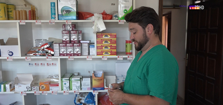 il-veterinar Ubod stršljena može biti smrtonosan- Saveti stručnjaka šta preduzeti u takvim situacijama (VIDEO)