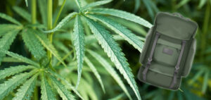 IL-Kanabis--300x142 Policija uhapsila muškarca koji je na svom imanju uzgajao kanabis