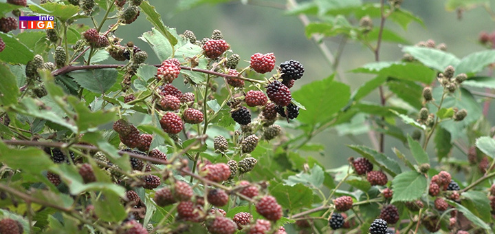 il-kupine Iako su cene voća paprene, proizvođači bez zarade (VIDEO)