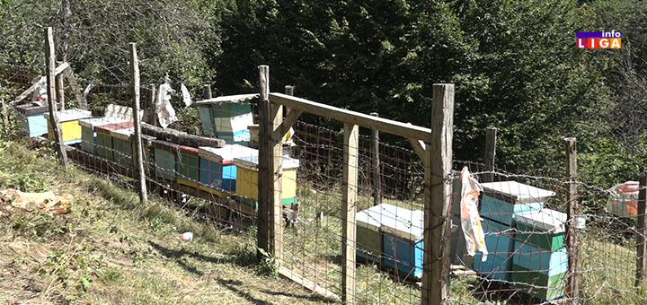 IL-pcele-medved2 Na Goliji svakodnevna drama zbog medveda (VIDEO)