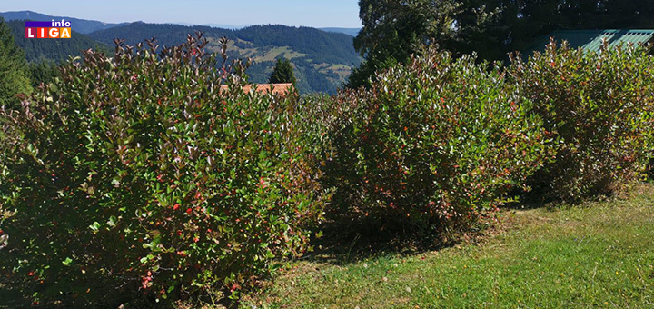 il-aronija1 Krađa na imanju porodice Perišić