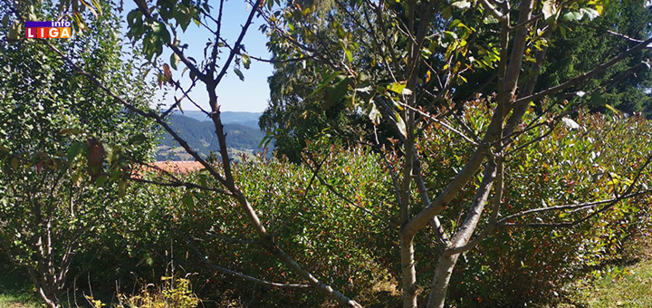 il-aronija2 Krađa na imanju porodice Perišić