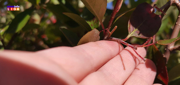 il-aronija3 Krađa na imanju porodice Perišić