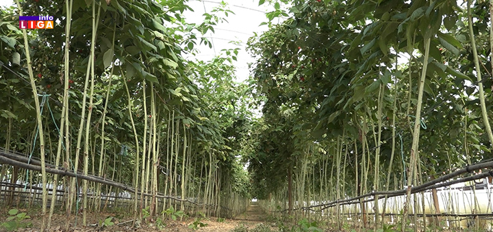 il-malinjak Potpuno drugačiji metod uzgoja malina koji donosi sigurnu zaradu (VIDEO)