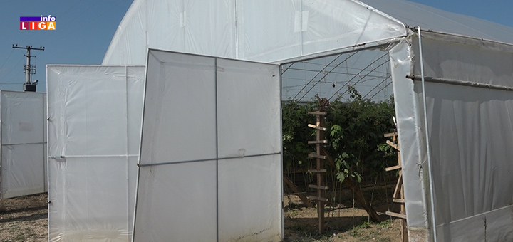 il-malinjak1 Potpuno drugačiji metod uzgoja malina koji donosi sigurnu zaradu (VIDEO)