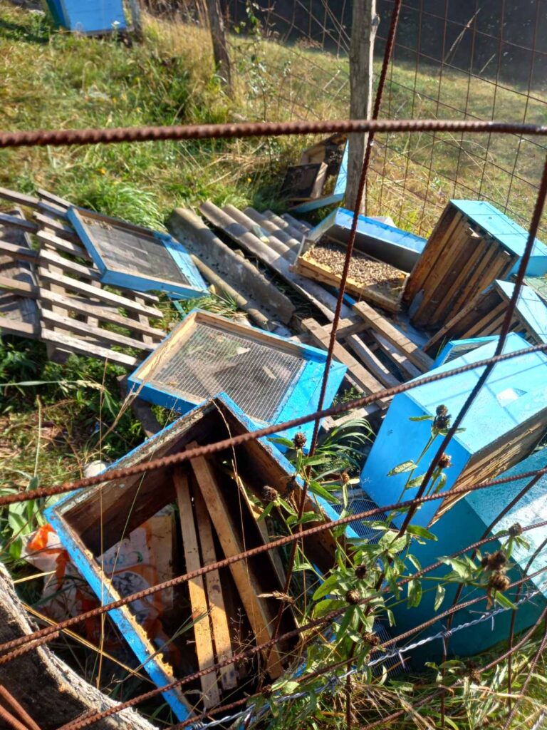 meda-med-768x1024 Medved uništava pčelinjake po ivanjičkim selima