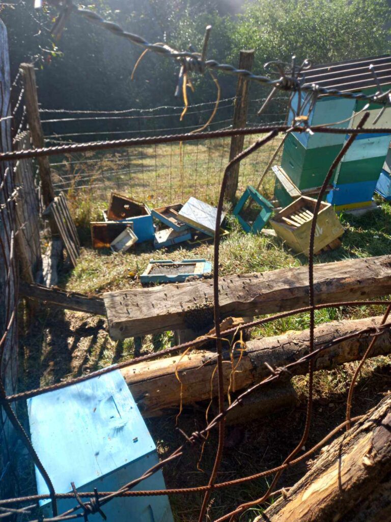 meda-med-dva-768x1024 Medved uništava pčelinjake po ivanjičkim selima