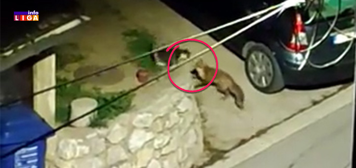 IL-Lisica-i-macka- Hit snimak: Nadmudrivanje lisice i mačke u centru Ivanjice (VIDEO)