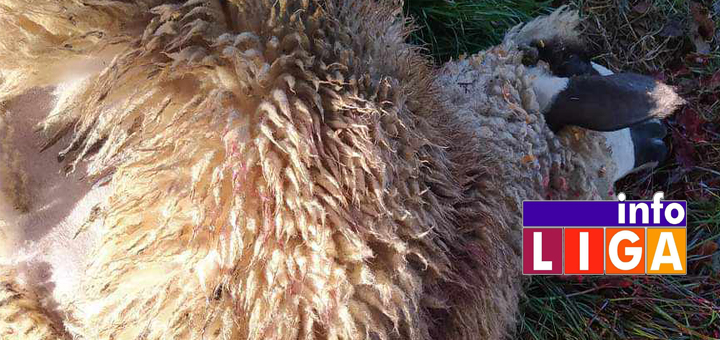 IL-Ovce-zaklane Dragan u štali zatekao krvave i mrtve ovce