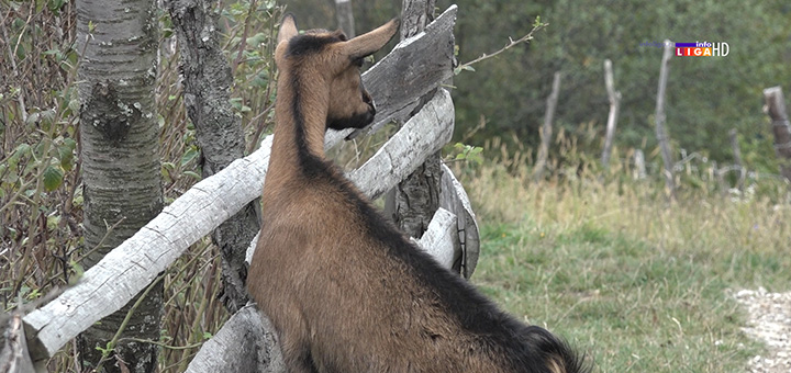 il-koza1 Radoslav izlečio sebe pa odlučio da pomogne i drugima (VIDEO)