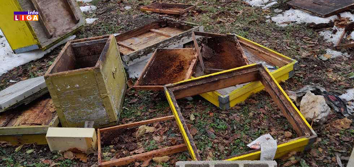 IL-Kosnice-NIkacevici- U Međurečju kod Ivanjice mečke došle do samog asfalta (FOTO)