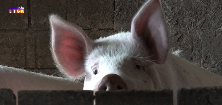 IL-Svinja-1 Praznici sve bliži - prasići sve skuplji (VIDEO)