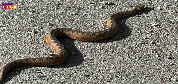 IL-Zmija-u-decembru Poskok na Goliji u decembru