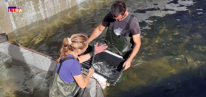 IL-ribnjak-Graovac-Studenica- Poručite svežu pastrmku direktno iz bazena