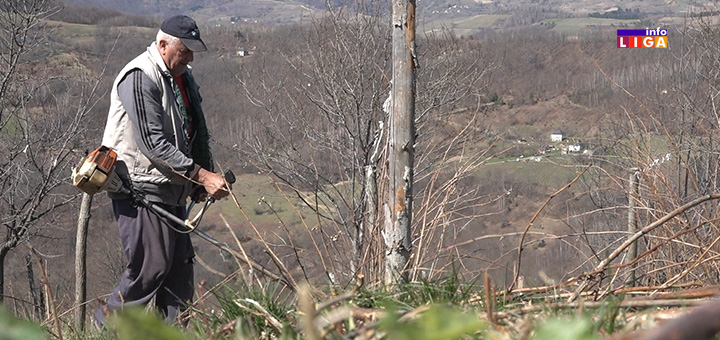 IL-Boro-Vidakovic-Ivanjica- Došlo do kraja... Boro pokosio maline jer nema računicu da ih bere (VIDEO)
