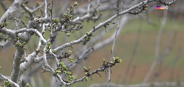 il-biljke Tropsko voće na obroncima planine Malič (VIDEO)