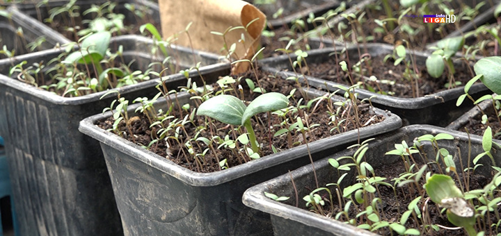 il-biljke1 Tropsko voće na obroncima planine Malič (VIDEO)