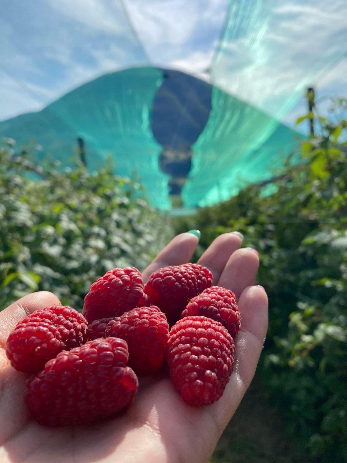 437789703_440765658605719_4047796739539044066_n Jakovljević: Otvoreno pismo direktoru Instituta za voćarstvo u Čačku