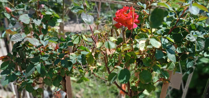 IL-Cvetna-nedelja-2 Veliko sniženje cveća i ukrasnih biljki u apoteci ''Lisa Produkt''