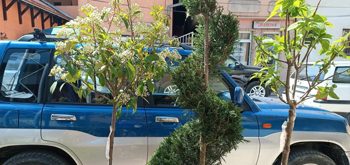 IL-Cvetna-nedelja-5 Veliko sniženje cveća i ukrasnih biljki u apoteci ''Lisa Produkt''