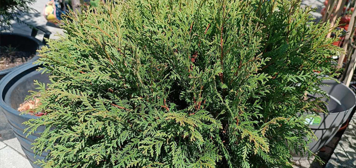 IL-Cvetna-nedelja-7 Veliko sniženje cveća i ukrasnih biljki u apoteci ''Lisa Produkt''